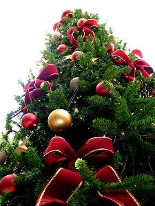 Albero di Natale - Matera