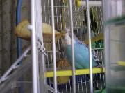 Ferrandina - 27 Novembre 2008