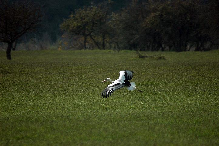 Cicogna bianca in libert nella Riserva Naturale di San Giuliano 