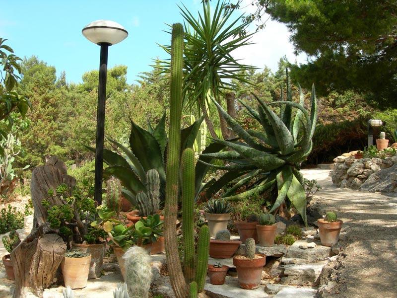 Piante grasse (foto https://www.flickr.com/photos/schano/544773755/in/album-72157603545223962/)