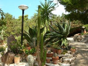 Piante grasse (foto https://www.flickr.com/photos/schano/544773755/in/album-72157603545223962/) - Matera