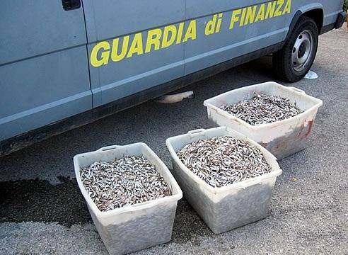 Sequestro novellame di pesce