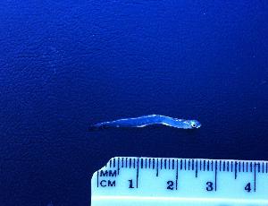 Pesce inferiore ai 4 centimetri
