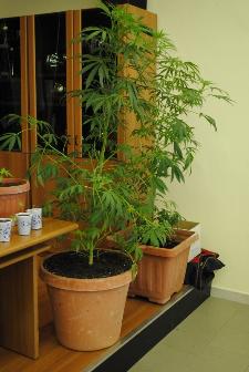 Piantagione di Marijuana rinvenuta dalla polizia di stato di Matera - Conferenza stampa del 21 giugno 2012