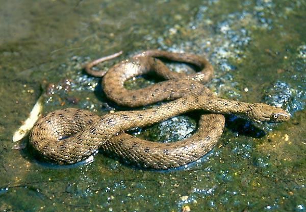 Biscia tassellata (foto internet)