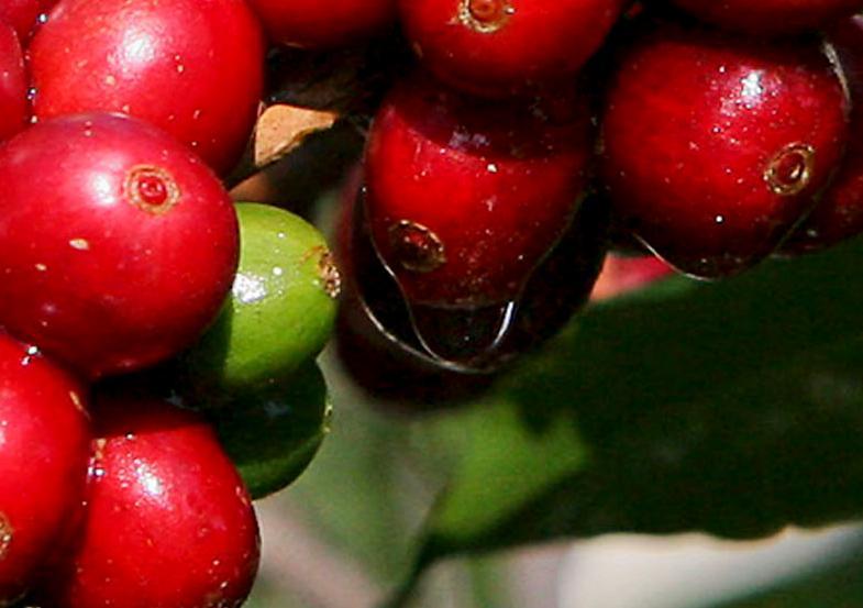 Coffeacanephora
