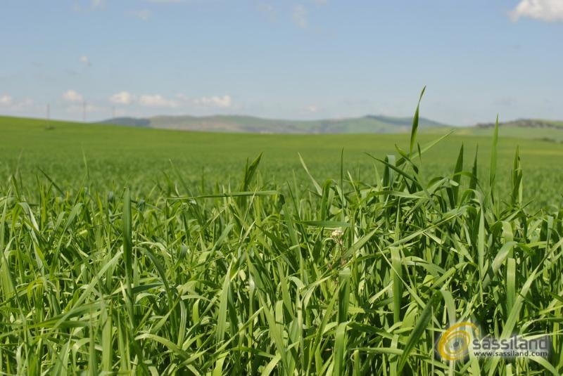 Natura, verde (foto SassiLand)