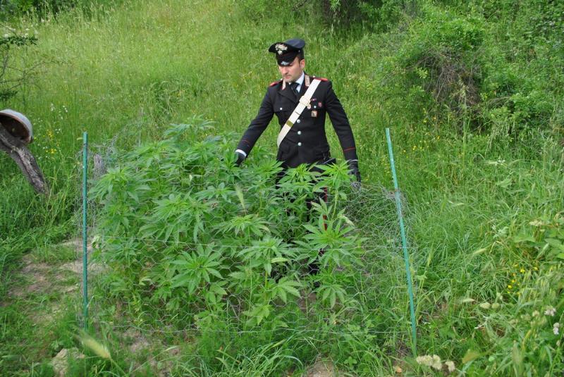 Piantagione di Marijuana rinvenuta a Salandra dai Carabinieri