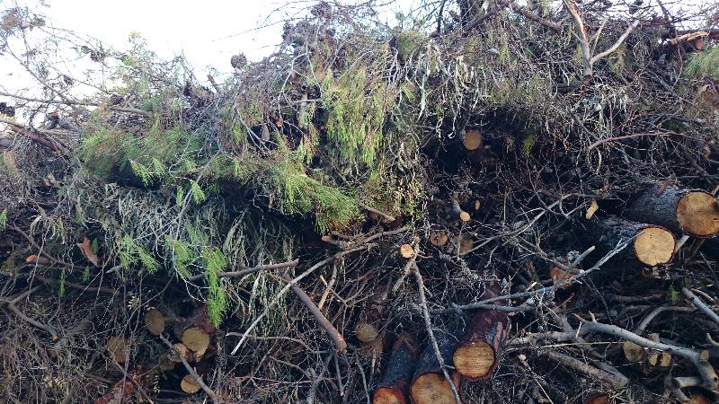 Tagli di alberi e macchia mediterranea al lido di Policoro