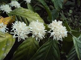 Fiori del caff